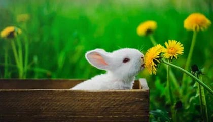 扶余伴游，定制QQ：3494206190微信：act1322